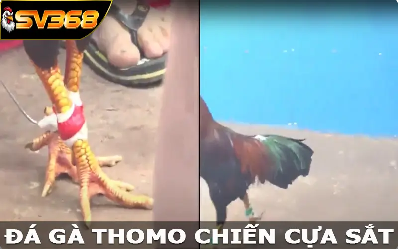 Đá gà Thomo chiến cựa sắt