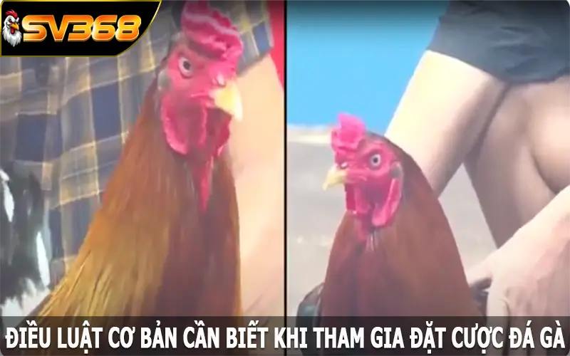 Điều luật cơ bản cần biết khi tham gia đặt cược đá gà SV368