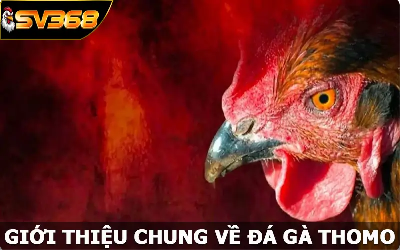 Giới thiệu chung về đá gà Thomo