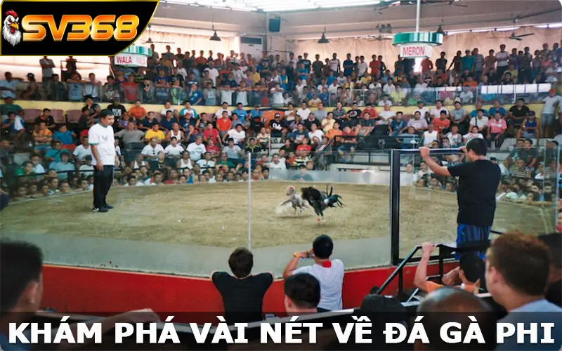 Khám phá vài nét về đá gà phi