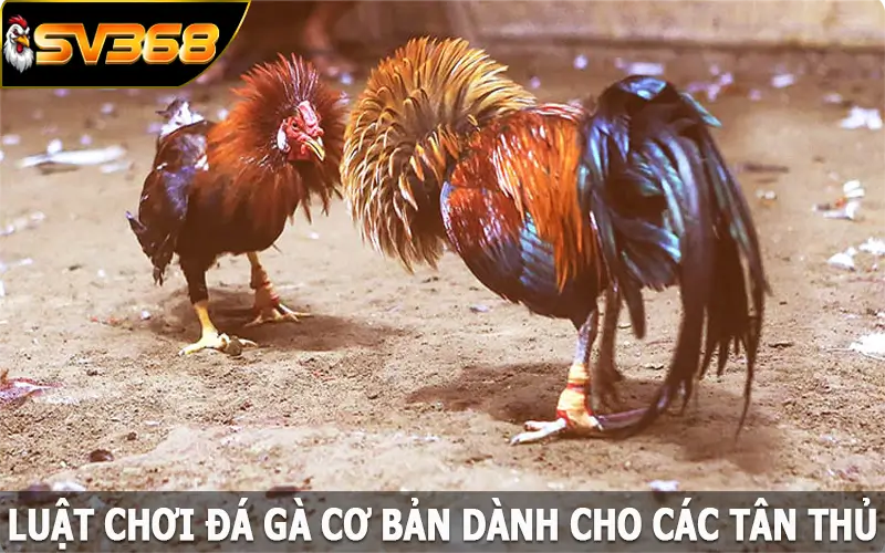 Luật chơi đá gà SV368 cơ bản dành cho các tân thủ