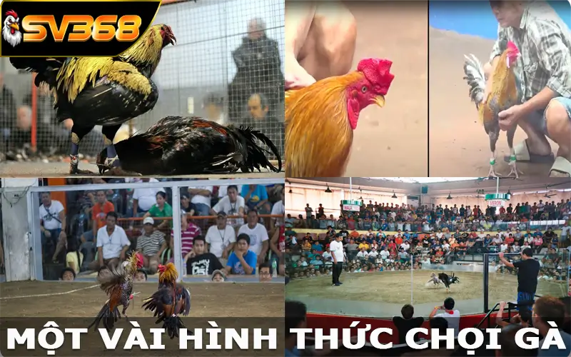 Một vài hình thức chọi gà SV368 được ưa chuộng bậc nhất