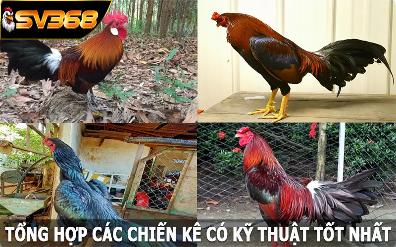 Tổng hợp các chiến kê có kỹ thuật tốt nhất