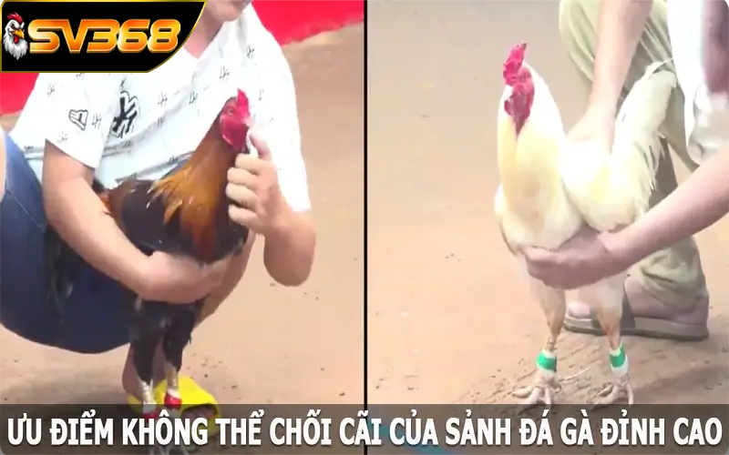 Ưu điểm không thể chối cãi của sảnh đá gà đỉnh cao hiện nay